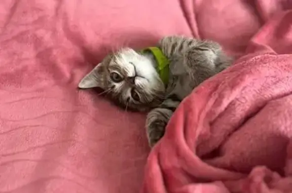 Кошки потеряшки, Энгельс, фото: Потеряшка кот, ул. Персидского 150, Энгельс