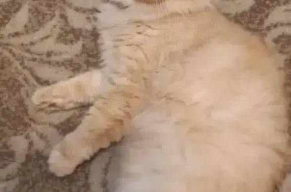 Кошки потеряшки, , фото: Потеряшка рыжий кот на Сов. ул., 2, Родники