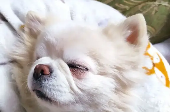 Собаки потеряшки, Смоленский муниципальный округ, фото: Потеряшка собака, Смоленская обл., 66Н-1822