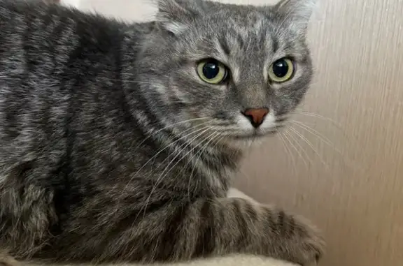 Кошка найдена: Маршала Катукова, 11 к1