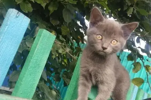 Пропала кошка, ул. Декабрьских Событий, 3Б