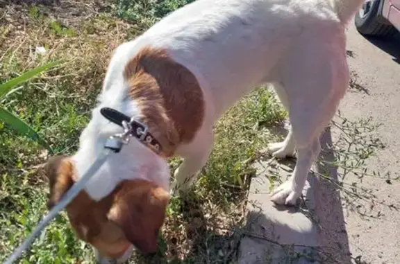 Найдена собака, Пролетарск, фото: Собака найдена: ул. Матвеева, 19, Пролетарск