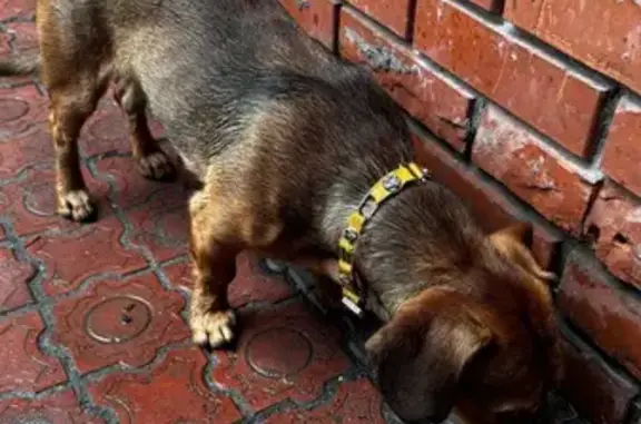 Собака найдена на Чулымской 45, Томск