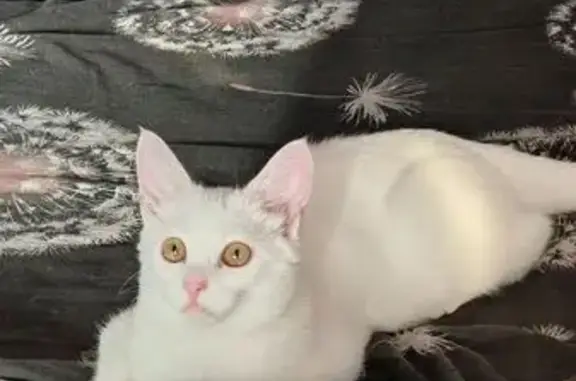 Кошки потеряшки, Калуга, фото: Потеряшка глухая кошка, Солн. б-р, 10, Калуга