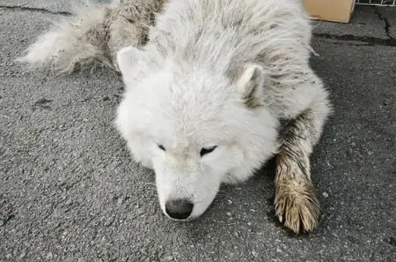 Самоед найден на Свердловская 15, Долгодеревенское