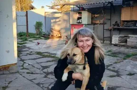 Собаки потеряшки, Курск, фото: Потеряшка собака, ул. Скорятина, 145