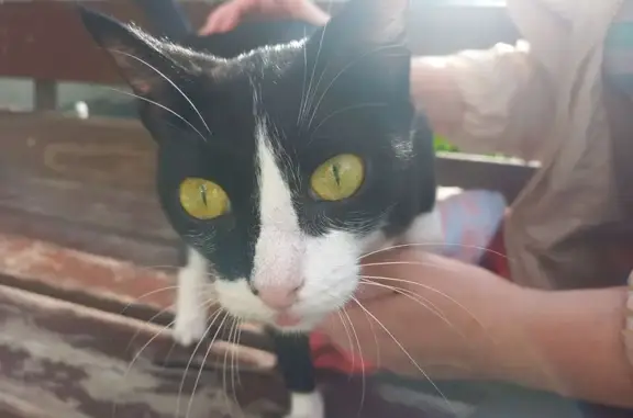 Найдена кошка, Курган, фото: Кошка найдена: ул. Р. Зорге, 18, Курган