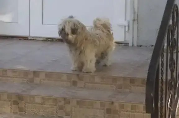 Найдена собака, Славянск-на-Кубани, фото: Собака найдена: Красная ул., 37, Славянск-на-Кубани