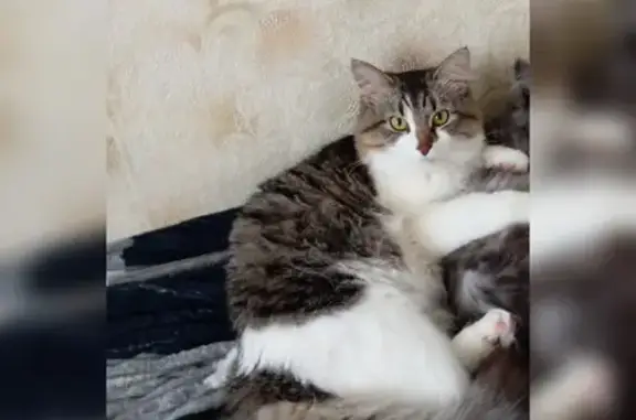 Пропала кошка, ул. Калинина, 11, Арзамас