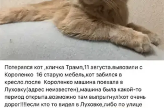 Пропала кошка, ул. Короленко 16, Саранск