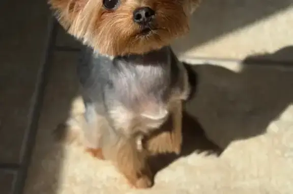 Пропала собака, Советская 40А, Новосемейкино