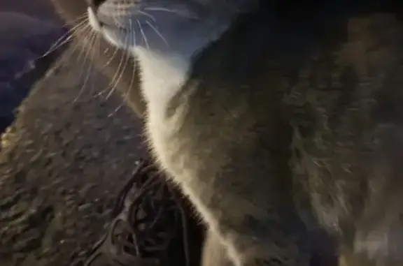 Найдена кошка, Томск, фото: Серая кошка найдена, пр. Мира 52, Томск