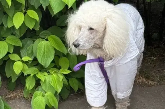 Собака найдена: пр. Берёзовой Рощи, 6, Мск