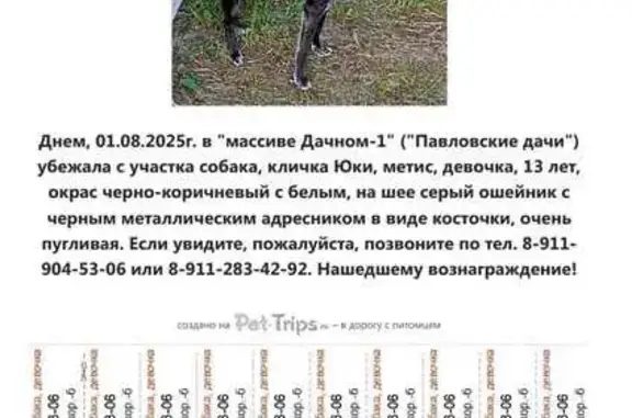 Пропала собака, 230, Ленинградская область