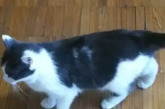 Кошки потеряшки, Дмитров, фото: Потеряшка кошка, Комсомольская 5, Дмитров