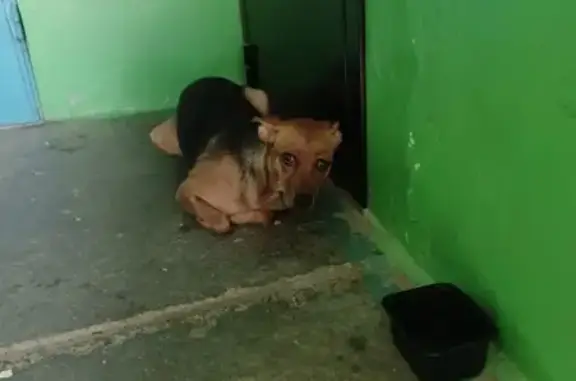 Собака найдена: ул. Мачтозаводская, 110