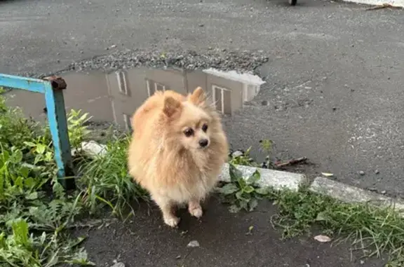 Шпиц с опухолью найден: Болейко, 2, Челябинск