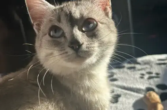 Кошки потеряшки, Иркутск, фото: Потеряшка кот, Омулевского 33Б, Иркутск