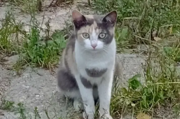 Кошка найдена: Чернышевского, 30, Вологда