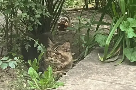 Найдена кошка, ул. Богданова, Ивантеевка