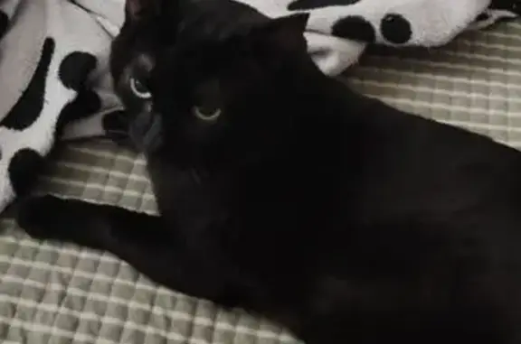 Кошки потеряшки, Ангарск, фото: Потеряшка черная кошка, ул. Мира, 81А