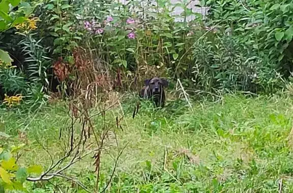 Собака найдена: пр. Стачек, 152, СПб