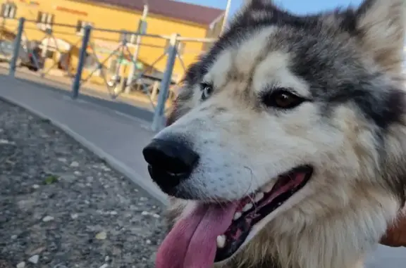 Найдена собака, , фото: Собака найдена в Песчаных Ковалях