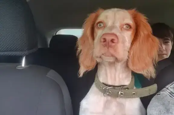 Собаки потеряшки, Омск, фото: Потеряшка собака, Омск, 8-я аллея