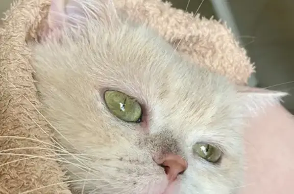 Найден кот у метро пр.Просвещения, Симонова 1