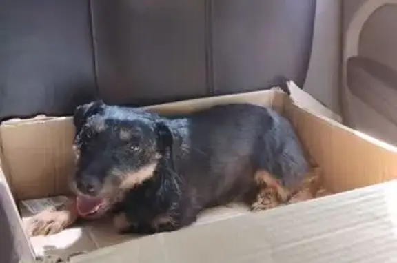 Собака найдена на Деловой, 29, Ростов-на-Дону