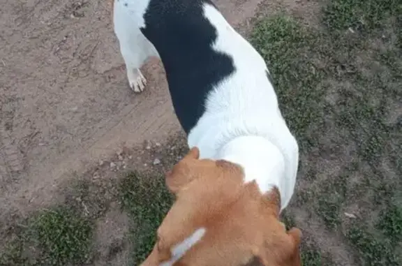 Найдена собака, Елабуга, фото: Найдена собака, ул. Свердлова 59, Елабуга