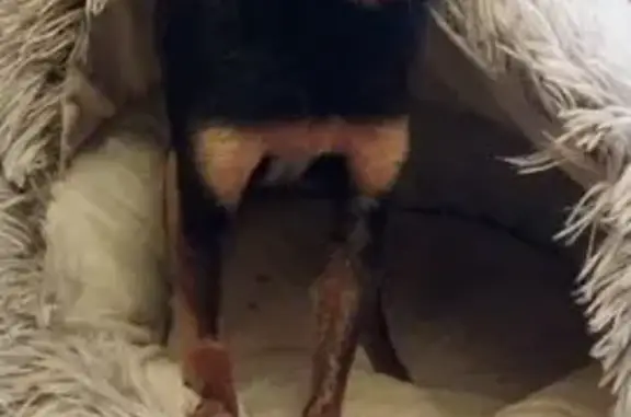 Той-терьер найден на ул. Санникова, Москва