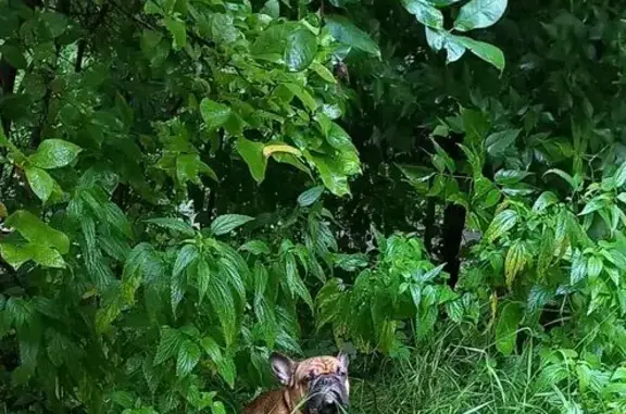 Бульдожка найдена: ул. Урицкого 7, Златоуст