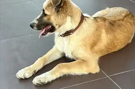 Щенок найден: ул. Селезнёва, 82, Краснодар