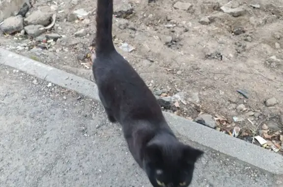 Кошка найдена на Ильюшина, 26, Вологда