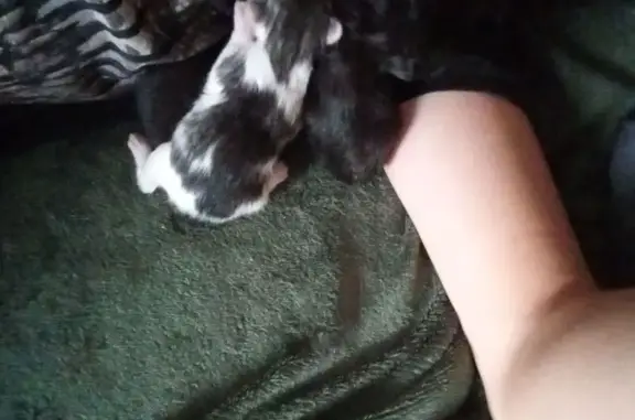 Кошка найдена, Оболенского-Ноготкова 