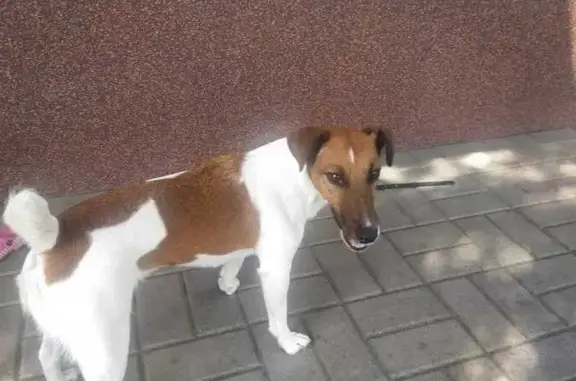 Собака найдена: Новая ул., Новосадовый