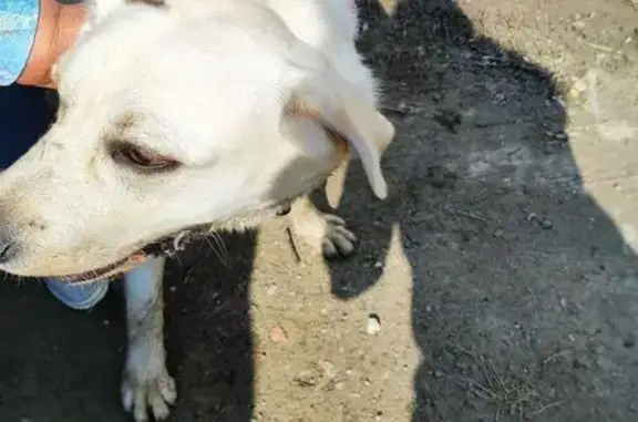 Найдена собака, Свердловская область, фото: Собака найдена: Екатеринбург - Полевской