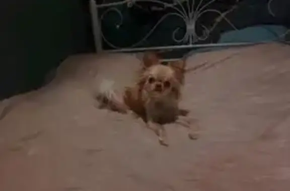 Собаки потеряшки, Славгород, фото: Потеряшка собака, Комсомольская ул., Славгород