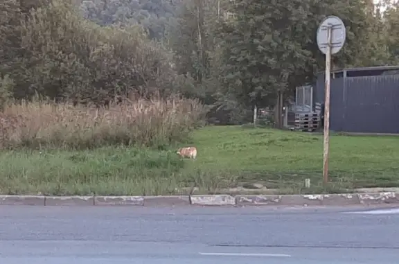 Собака корги найдена на Сибирском тракте