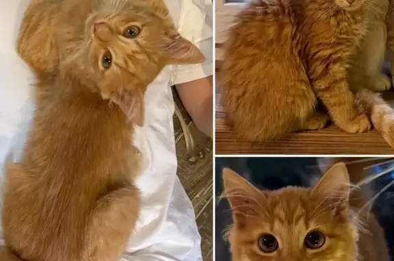 Пропала кошка, ул. Володарского 37, Кольчугино