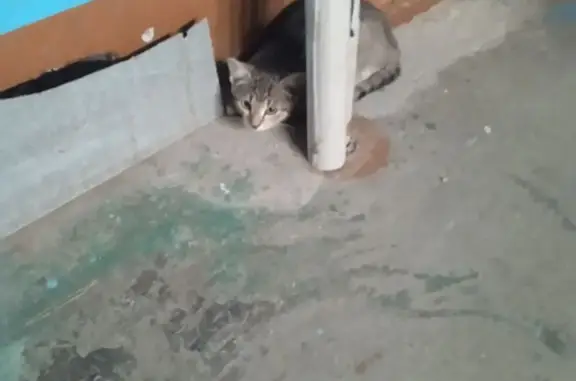 Найденные животные Нижний Тагил, фото: Кошка найдена, пр. Вагоностроителей, 59