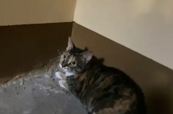 Трехцветная кошка найдена на Рубинштейна, 38