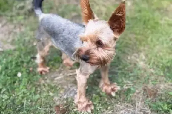 Найдена собака, Спас-Клепики, фото: Йоркширский терьер найден, ул. Ленина