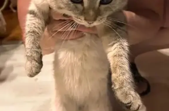 Найдена кошка, Емельяново, фото: Кошка найдена у Магнита, Московская 153