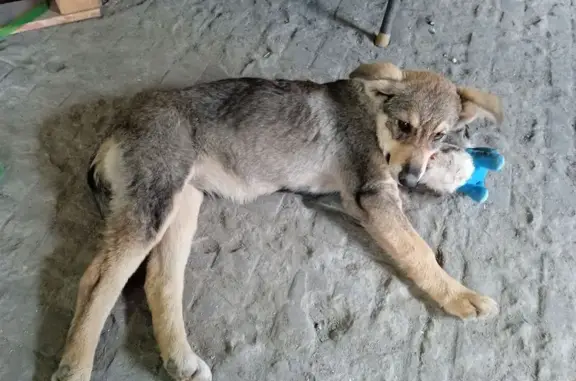 Найдена собака, Иваново, фото: Щенок найден на 23-я линия, 9А, Иваново