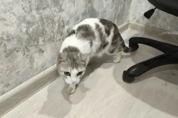 Кошка найдена: Вольская 85, Самара