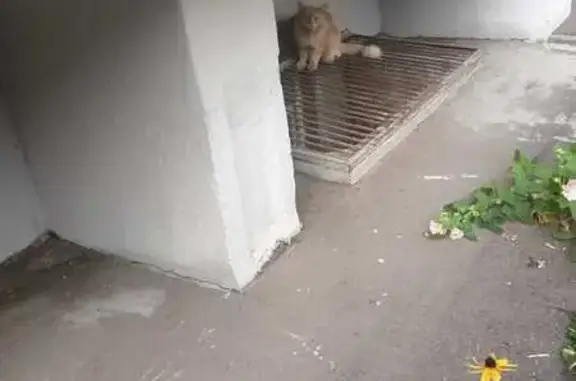 Майкун с ошейником найден на Колхозной 7