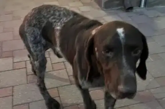 Собака у гостиницы К-прайм, Динская