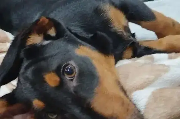 Пропала собака, ул. Бетховена, 39, Улан-Удэ